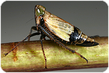 Cicadellidae: Tinobregmus vittatus Van Duzee, 1894. Photo by C.H. Dietrich