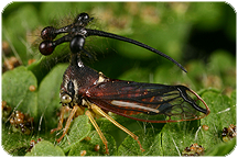 Membracidae: Bocydium sp. Photo by C.H. Dietrich