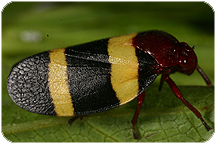 Cecropidae from Brazil. Photo by C.H. Dietrich