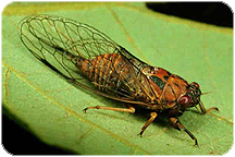 Cicadidae: Cicadetta calliope (Walker, 1830). Photo by C.H. Dietrich