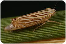 Cicadellidae: Flexamia grammica (Ball, 1900). Photo by C.H. Dietrich