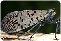 Fulgoridae: Lycorma delicatula (White, 1845). Photo by C.H. Dietrich